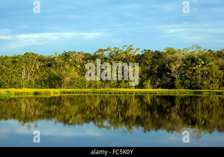 Reflections on the Amazon river in Ecuador Stock Photo