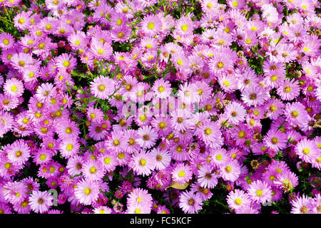 Small garden Astra flowers. Group of Alpine asters (Aster Alpinus Stock ...