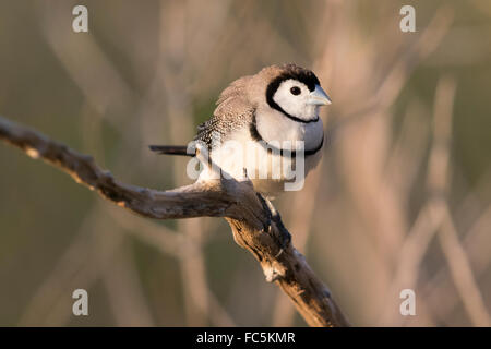 Double-barred Finch (Taenopygia bichenovii Stock Photo - Alamy