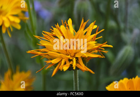 blossom of a common marigold Stock Photo