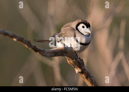 Double-barred Finch (Taenopygia bichenovii Stock Photo - Alamy