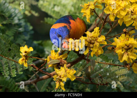 Red-collared Lorikeet (Trichoglossus rubritorquis) feeding on nectar in a flowering tree Stock Photo