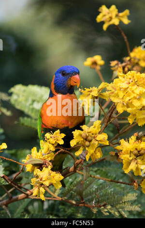 Red-collared Lorikeet (Trichoglossus rubritorquis) in a flowering tree Stock Photo