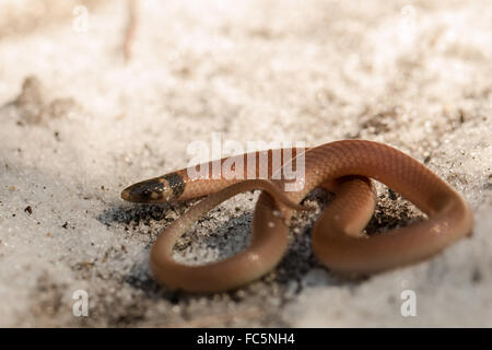 Coastal dunes crowned snake - Tantilla relicta pamlica Stock Photo