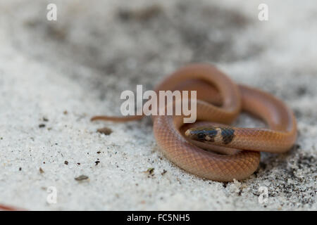 Coastal dunes crowned snake - Tantilla relicta pamlica Stock Photo