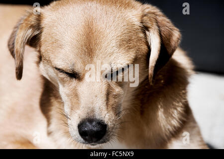 dog Stock Photo