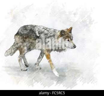 Digital watercolor painting illustration of a wolf Stock Photo - Alamy