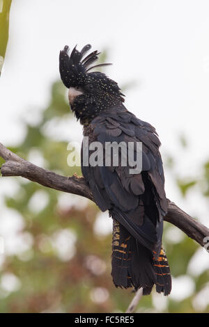 female Red-tailed Black Cockatoo (Calyptorhynchus banksii) Stock Photo