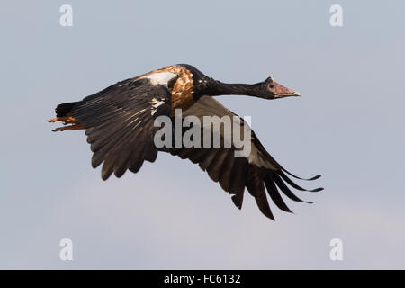 Magpie Goose (Anseranus semipalmata) in flight Stock Photo