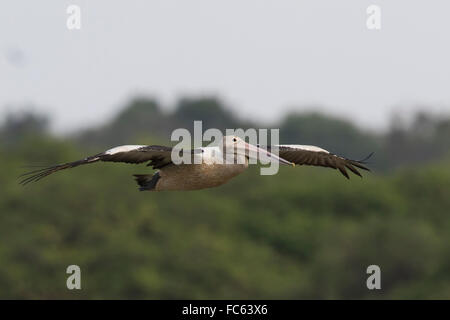 Australian Pelican (Pelecanus conspicillatus) flying Stock Photo