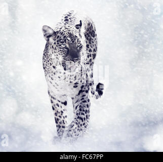 Digital Painting Of Leopard Stock Photo