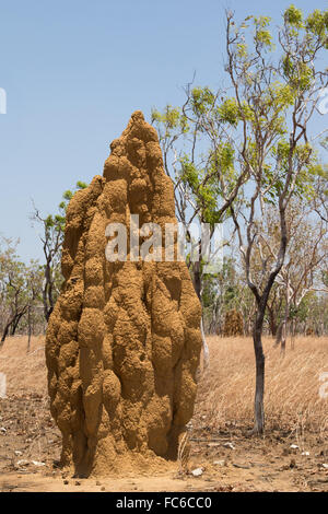 Cathedral termite mound (Nasutitermes triodiae) in typical savanna ...