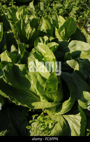 Romaine lettuce Stock Photo