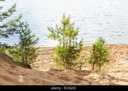 small pine on the sandy beach Stock Photo