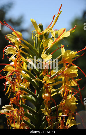 Ginger lily Stock Photo