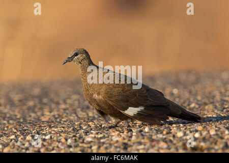 White-quilled Rock Pigeon (Petrophassa albipennis) Stock Photo