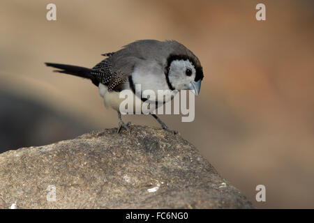 Double-barred Finch (Taeniopygia bichenovii) Stock Photo