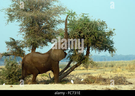 elephant eating from a tree Stock Photo