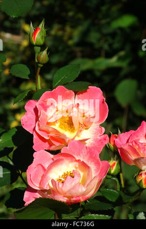 shrub rose duchess friederike Stock Photo