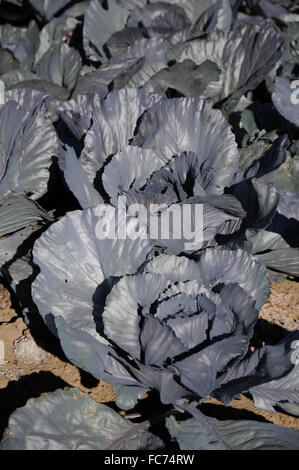 Red cabbage Stock Photo
