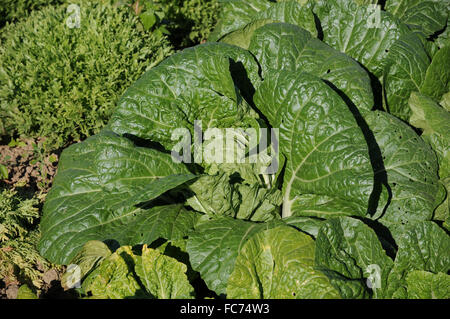 Napa cabbage Stock Photo
