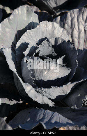 Red cabbage Stock Photo