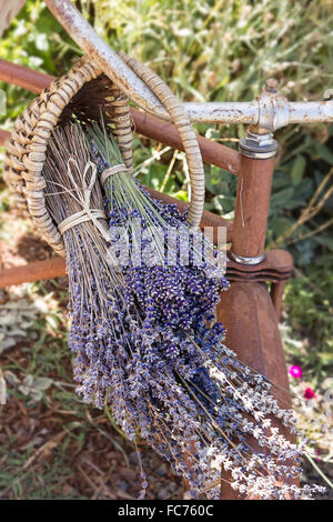 Lavender bunches drying in a vintage bicycle basket Stock Photo