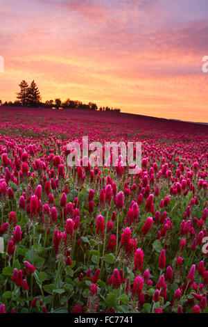 Vibrant red clover field at sunset Stock Photo
