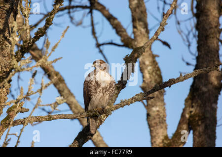 Red -tailed Hawk Stock Photo