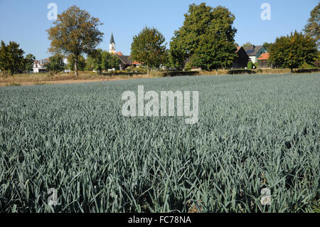 Leek Stock Photo