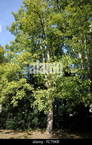 Leopoldii sycamore maple Stock Photo