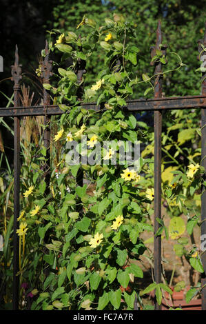 Black-eyed susan vine Stock Photo