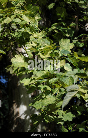 Leopoldii sycamore maple Stock Photo