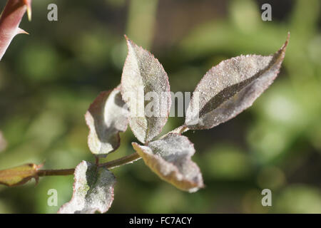 Powdery mildew of rose Stock Photo