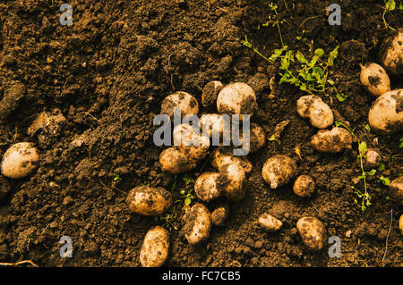 High angle view of potatoes growing in dirt Stock Photo