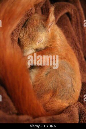 sleeping squirrel Stock Photo