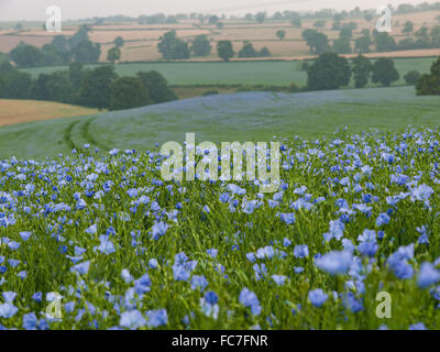 A field of Linseed plants in flower Stock Photo