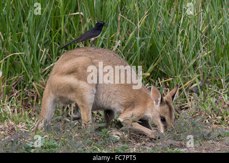 Willie Wagtail (Rhipidura leucophrys) using an Agile Wallaby (Macropus agilis) as a perch Stock Photo