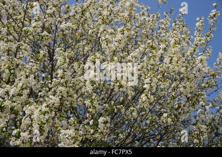 Mongolian cherry Stock Photo