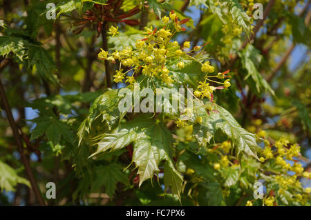 Globe maple Stock Photo