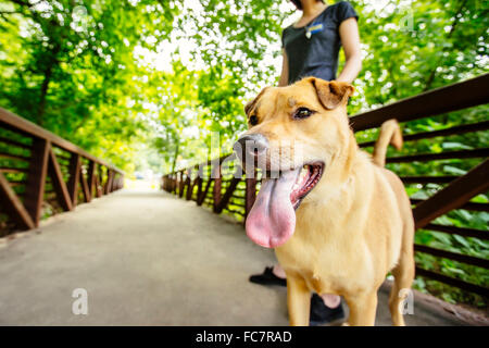 Caucasian woman walking dog on bridge Stock Photo