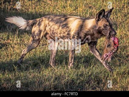 African wild dog (Lycaon pictus) carrying part of it's kill Stock Photo