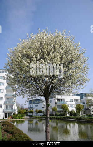 Mongolian cherry Stock Photo