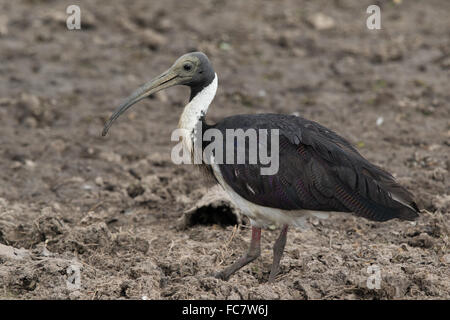 Straw-necked Ibis (Threskiornis spinicollis) Stock Photo