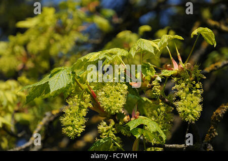 Leopoldii sycamore maple Stock Photo