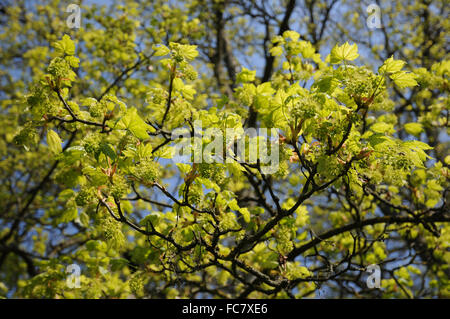 Leopoldii sycamore maple Stock Photo