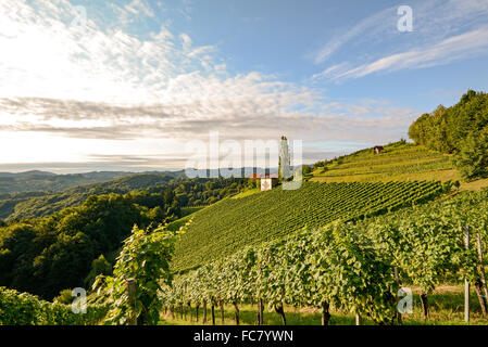 Vineyard with grape vines before harvest in autumn, Southern Styria Austria Europe Stock Photo