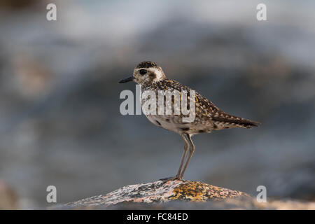 Pacific Golden Plover (Pluvialis fulva) resting on a rock at high tide Stock Photo