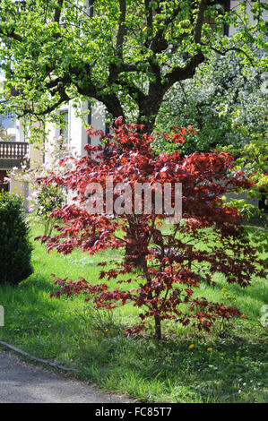 Purple japanese maple Stock Photo