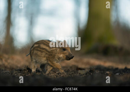 Wild Boar ( Sus scrofa ), piglet, striped fur, on its way through a natural beech forest, low point of view, Germany. Stock Photo